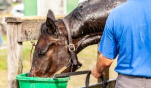 Horse Water Troughs