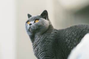  British Shorthairs Cat