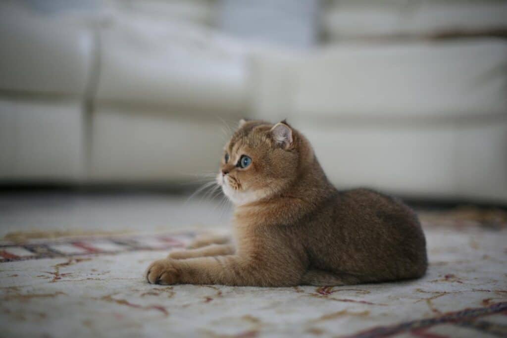 british shorthair cat