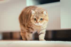 british shorthair cat