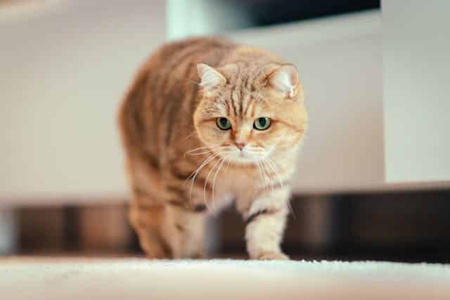 15 Interesting Facts About the Golden British Shorthairs Cat ...