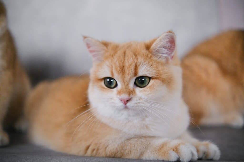 15 Interesting Facts About the Golden British Shorthairs Cat ...