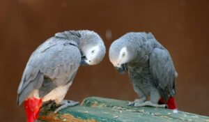 red african grey parrot