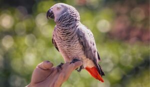 red african grey parrot