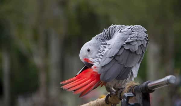 red african grey parrot