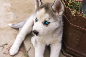 Gray Husky Puppy