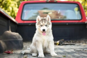 Gray Husky Puppy