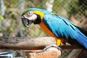 Macaw Parrot