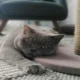 Stop Cats from Scratching the Carpet