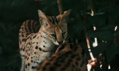 Serval Cats for Adoption