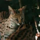 Serval Cats for Adoption