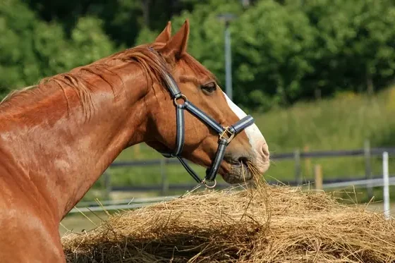 Senior Horse Nutrition