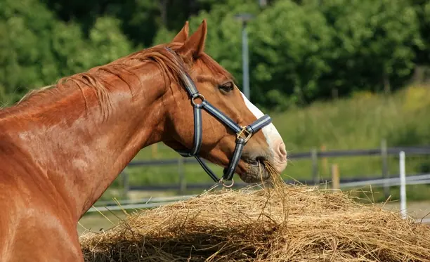 Senior Horse Nutrition