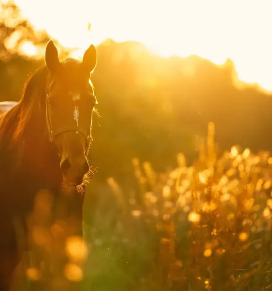 How Long Do Horses Live